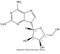2,6-Diaminopurine-riboside