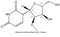 2'–O-Methyl Uridine