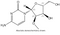 2'-O-Methyl Cytidine