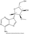 2'–O-Methyl Adenosine