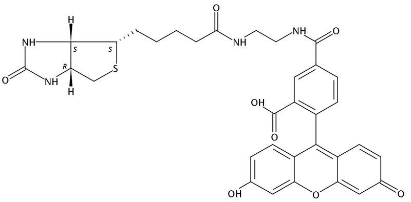 Biotin 5-Fluorescein