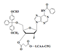 5'-O-DMT-2'-F-Cytidine(bz)-3'-LCAA CPG